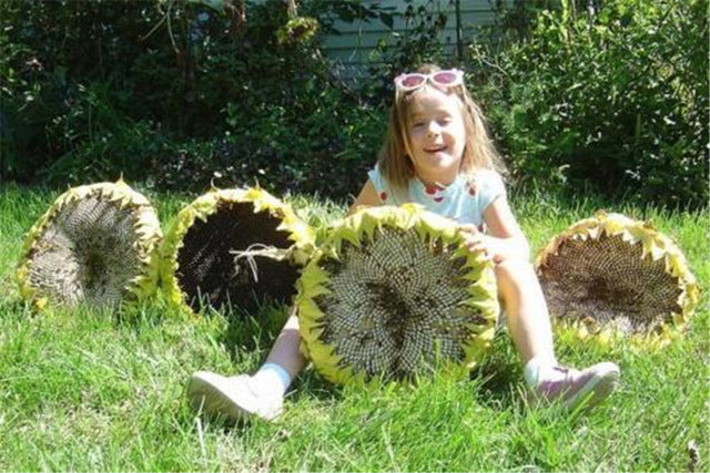 20pcs "8 Feet Tall" Sunflower bonsai Easy To Grow Annual Giant Novel Blooming Plants Home Garden * bonsai Free Shipping