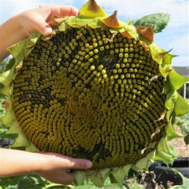 20pcs "8 Feet Tall" Sunflower bonsai Easy To Grow Annual Giant Novel Blooming Plants Home Garden * bonsai Free Shipping