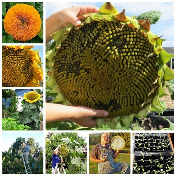 20pcs "8 Feet Tall" Sunflower bonsai Easy To Grow Annual Giant Novel Blooming Plants Home Garden * bonsai Free Shipping