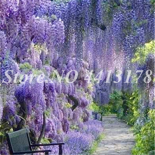 Bonsai 20 Pcs Bonsai Climbing Wisteria Flower Outdoor Courtyard Garden Flowers Japanese Wisteria Fresh Viable Amazing Climber