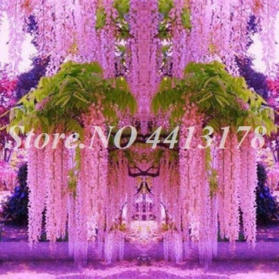 Bonsai 20 Pcs Bonsai Climbing Wisteria Flower Outdoor Courtyard Garden Flowers Japanese Wisteria Fresh Viable Amazing Climber