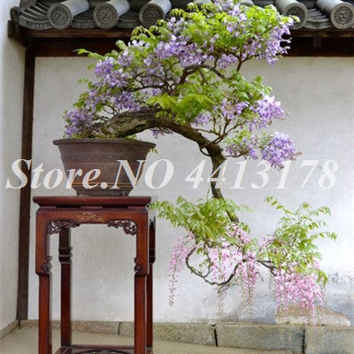 Bonsai 20 Pcs Bonsai Climbing Wisteria Flower Outdoor Courtyard Garden Flowers Japanese Wisteria Fresh Viable Amazing Climber