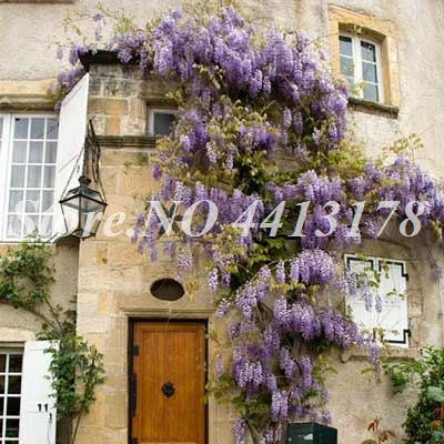 Bonsai 20 Pcs Bonsai Climbing Wisteria Flower Outdoor Courtyard Garden Flowers Japanese Wisteria Fresh Viable Amazing Climber