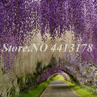 Bonsai 20 Pcs Bonsai Climbing Wisteria Flower Outdoor Courtyard Garden Flowers Japanese Wisteria Fresh Viable Amazing Climber