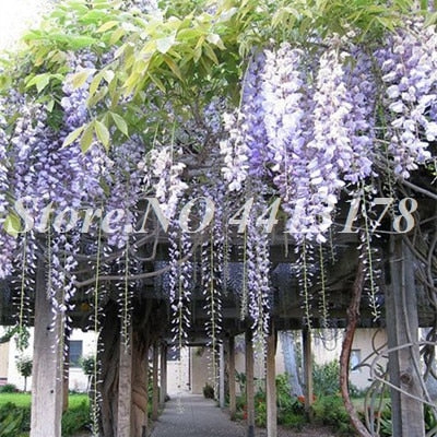Bonsai 20 Pcs Bonsai Climbing Wisteria Flower Outdoor Courtyard Garden Flowers Japanese Wisteria Fresh Viable Amazing Climber