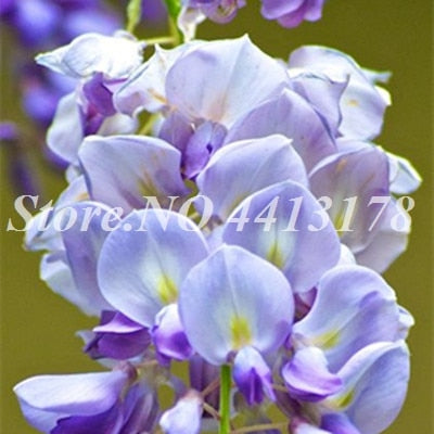 Bonsai 20 Pcs Bonsai Climbing Wisteria Flower Outdoor Courtyard Garden Flowers Japanese Wisteria Fresh Viable Amazing Climber