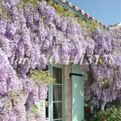 Bonsai 20 Pcs Bonsai Climbing Wisteria Flower Outdoor Courtyard Garden Flowers Japanese Wisteria Fresh Viable Amazing Climber
