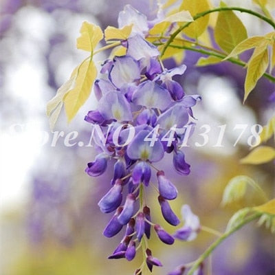 Bonsai 20 Pcs Bonsai Climbing Wisteria Flower Outdoor Courtyard Garden Flowers Japanese Wisteria Fresh Viable Amazing Climber
