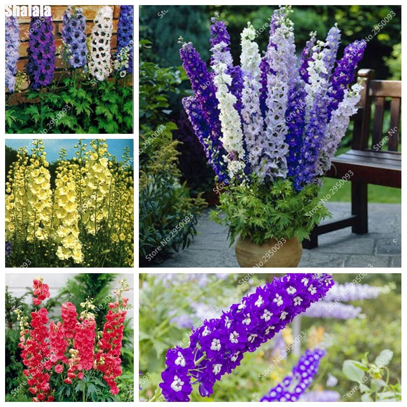 Big Promotion 200 Pcs Mixed Colourful Bonsai Delphinium Potted Flower Japan Beautiful Giant Room Flowers Garden Hardy Plant