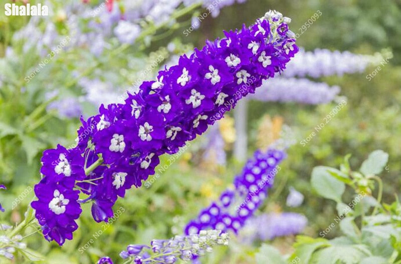 Big Promotion 200 Pcs Mixed Colourful Bonsai Delphinium Potted Flower Japan Beautiful Giant Room Flowers Garden Hardy Plant