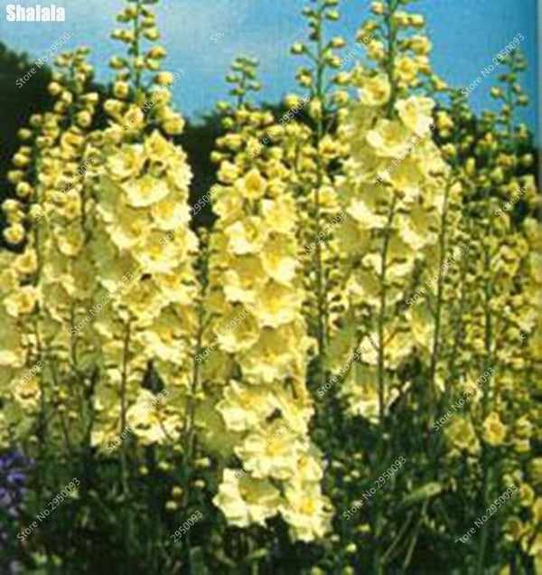 Big Promotion 200 Pcs Mixed Colourful Bonsai Delphinium Potted Flower Japan Beautiful Giant Room Flowers Garden Hardy Plant