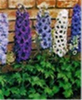 Big Promotion 200 Pcs Mixed Colourful Bonsai Delphinium Potted Flower Japan Beautiful Giant Room Flowers Garden Hardy Plant