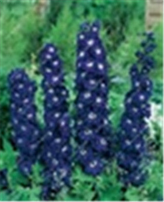 Big Promotion 200 Pcs Mixed Colourful Bonsai Delphinium Potted Flower Japan Beautiful Giant Room Flowers Garden Hardy Plant