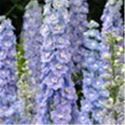 Big Promotion 200 Pcs Mixed Colourful Bonsai Delphinium Potted Flower Japan Beautiful Giant Room Flowers Garden Hardy Plant