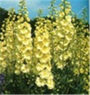 Big Promotion 200 Pcs Mixed Colourful Bonsai Delphinium Potted Flower Japan Beautiful Giant Room Flowers Garden Hardy Plant