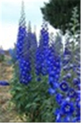 Big Promotion 200 Pcs Mixed Colourful Bonsai Delphinium Potted Flower Japan Beautiful Giant Room Flowers Garden Hardy Plant