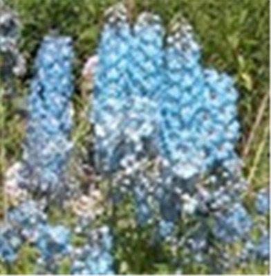 Big Promotion 200 Pcs Mixed Colourful Bonsai Delphinium Potted Flower Japan Beautiful Giant Room Flowers Garden Hardy Plant