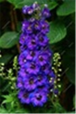 Big Promotion 200 Pcs Mixed Colourful Bonsai Delphinium Potted Flower Japan Beautiful Giant Room Flowers Garden Hardy Plant