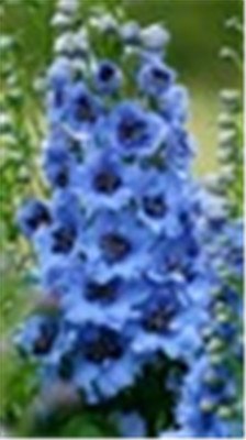 Big Promotion 200 Pcs Mixed Colourful Bonsai Delphinium Potted Flower Japan Beautiful Giant Room Flowers Garden Hardy Plant