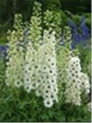 Big Promotion 200 Pcs Mixed Colourful Bonsai Delphinium Potted Flower Japan Beautiful Giant Room Flowers Garden Hardy Plant
