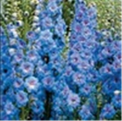 Big Promotion 200 Pcs Mixed Colourful Bonsai Delphinium Potted Flower Japan Beautiful Giant Room Flowers Garden Hardy Plant