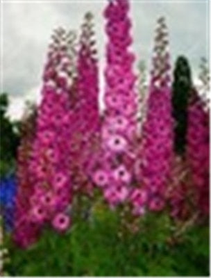 Big Promotion 200 Pcs Mixed Colourful Bonsai Delphinium Potted Flower Japan Beautiful Giant Room Flowers Garden Hardy Plant