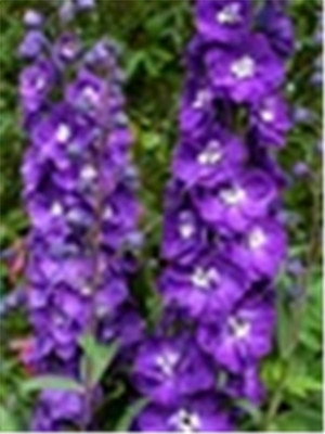 Big Promotion 200 Pcs Mixed Colourful Bonsai Delphinium Potted Flower Japan Beautiful Giant Room Flowers Garden Hardy Plant