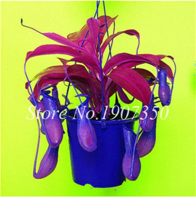 Bonsai 100 Pcs/Bag Rare Flycatcher Potted Mixed Insectivorous Bonsai Plant Dionaea Muscipula Giant Clip Venus Flytrap Free Ship