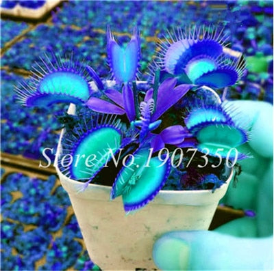 Bonsai 100 Pcs/Bag Rare Flycatcher Potted Mixed Insectivorous Bonsai Plant Dionaea Muscipula Giant Clip Venus Flytrap Free Ship