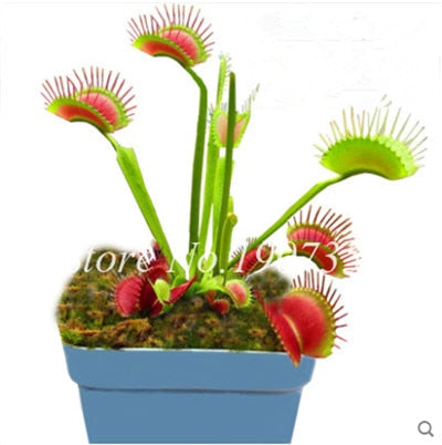 Bonsai 100 Pcs/Bag Rare Flycatcher Potted Mixed Insectivorous Bonsai Plant Dionaea Muscipula Giant Clip Venus Flytrap Free Ship
