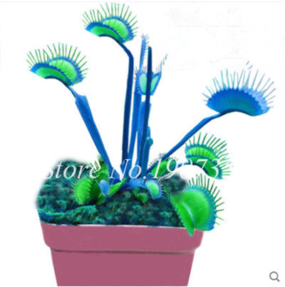 Bonsai 100 Pcs/Bag Rare Flycatcher Potted Mixed Insectivorous Bonsai Plant Dionaea Muscipula Giant Clip Venus Flytrap Free Ship