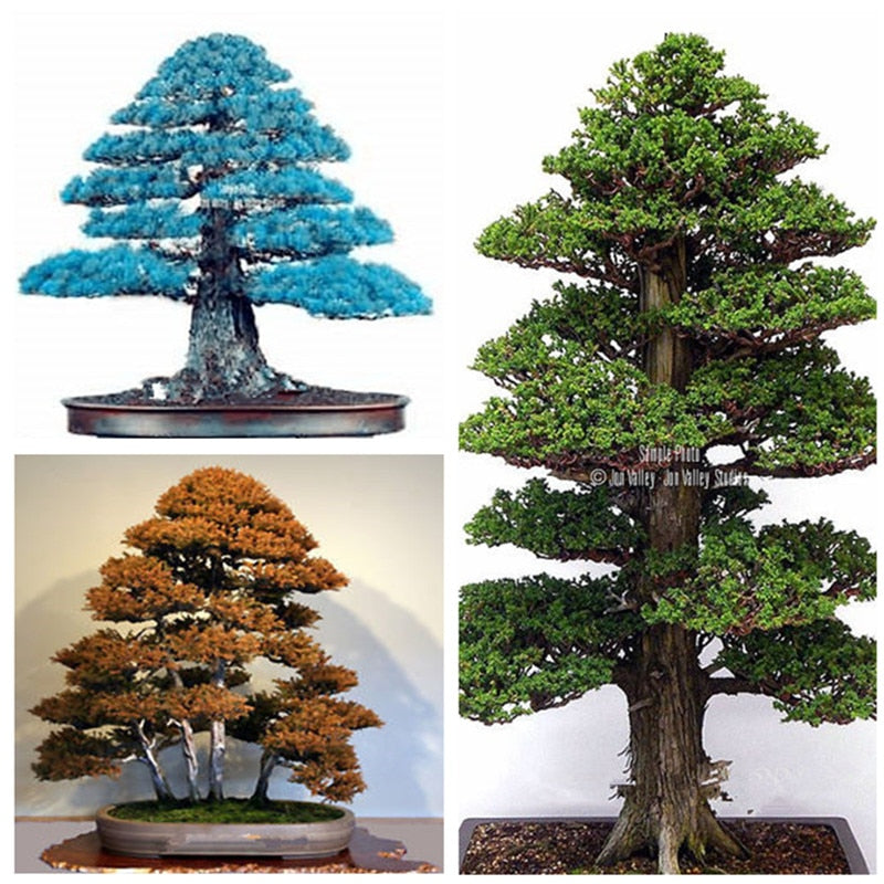 Details about 100PCS Rare Tree bonsais Bonsai Plant JAPANESE Cedar