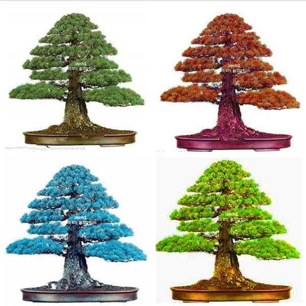 Details about 100PCS Rare Tree bonsais Bonsai Plant JAPANESE Cedar