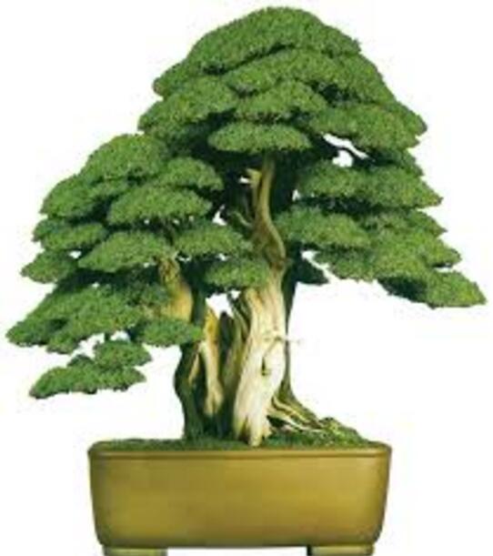 Details about 100PCS Rare Tree bonsais Bonsai Plant JAPANESE Cedar