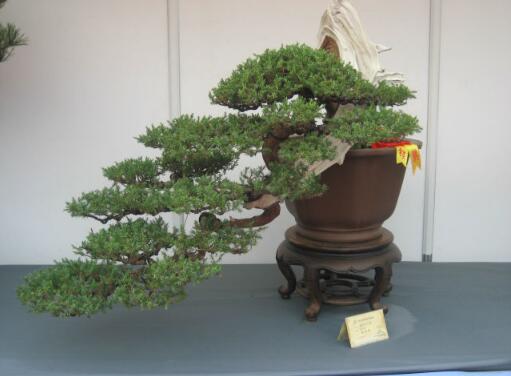 Details about 100PCS Rare Tree bonsais Bonsai Plant JAPANESE Cedar