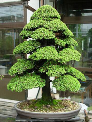 Details about 100PCS Rare Tree bonsais Bonsai Plant JAPANESE Cedar