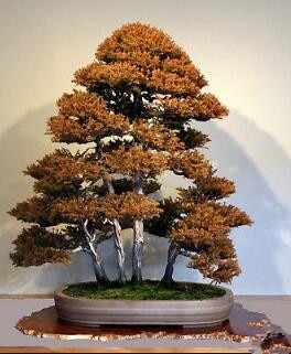Details about 100PCS Rare Tree bonsais Bonsai Plant JAPANESE Cedar