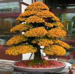 Details about 100PCS Rare Tree bonsais Bonsai Plant JAPANESE Cedar