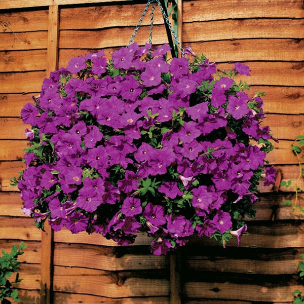 Heirloom Hanging Petunia Mixed bonsais(100 pcs),rare variety, hardy ,Very Beautiful Garden Flowers Light Up Your Garden