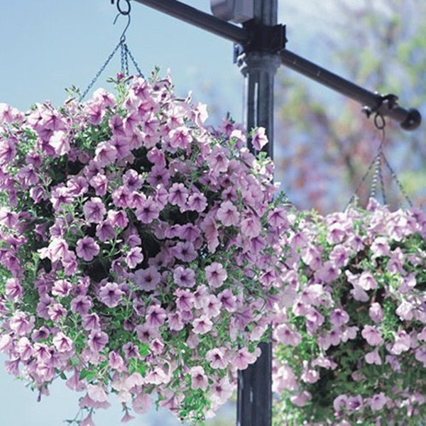 Heirloom Hanging Petunia Mixed bonsais(100 pcs),rare variety, hardy ,Very Beautiful Garden Flowers Light Up Your Garden