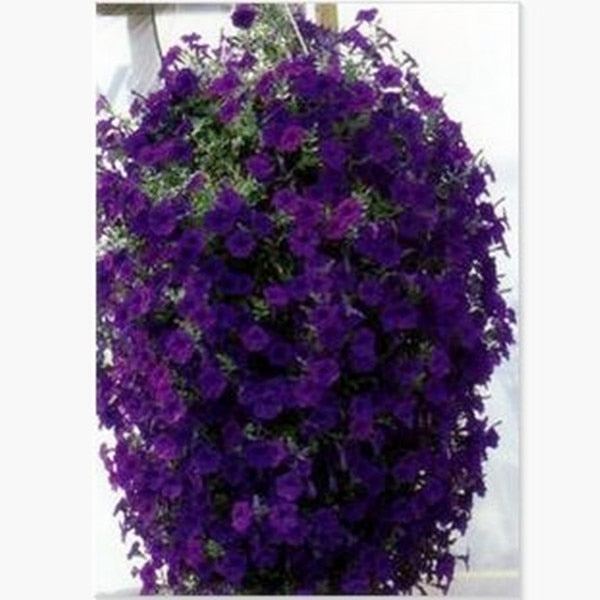 Heirloom Hanging Petunia Mixed bonsais(100 pcs),rare variety, hardy ,Very Beautiful Garden Flowers Light Up Your Garden