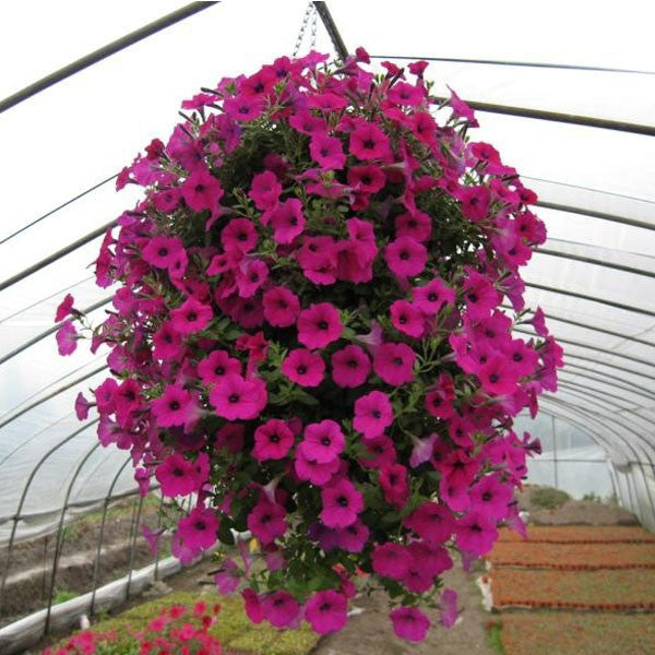 Heirloom Hanging Petunia Mixed bonsais(100 pcs),rare variety, hardy ,Very Beautiful Garden Flowers Light Up Your Garden