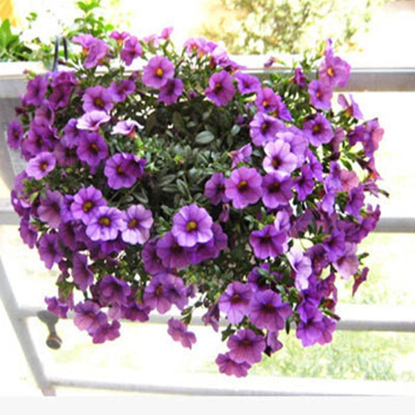 Heirloom Hanging Petunia Mixed bonsais(100 pcs),rare variety, hardy ,Very Beautiful Garden Flowers Light Up Your Garden