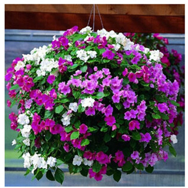 Heirloom Hanging Petunia Mixed bonsais(100 pcs),rare variety, hardy ,Very Beautiful Garden Flowers Light Up Your Garden