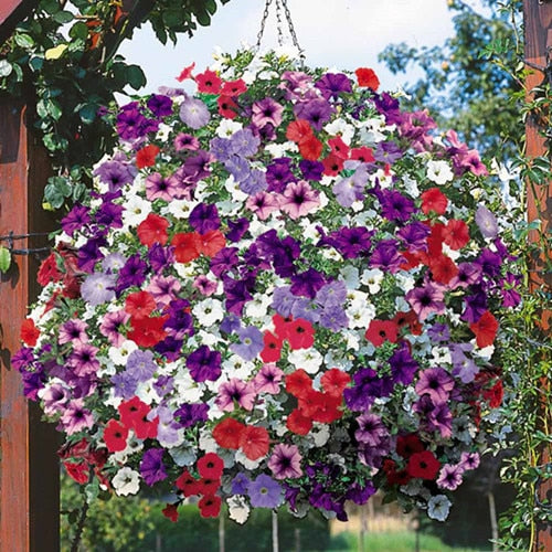 Heirloom Hanging Petunia Mixed bonsais(100 pcs),rare variety, hardy ,Very Beautiful Garden Flowers Light Up Your Garden
