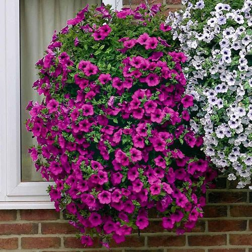 Heirloom Hanging Petunia Mixed bonsais(100 pcs),rare variety, hardy ,Very Beautiful Garden Flowers Light Up Your Garden
