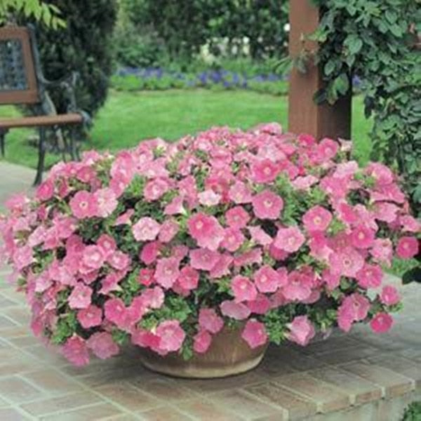 Heirloom Hanging Petunia Mixed bonsais(100 pcs),rare variety, hardy ,Very Beautiful Garden Flowers Light Up Your Garden