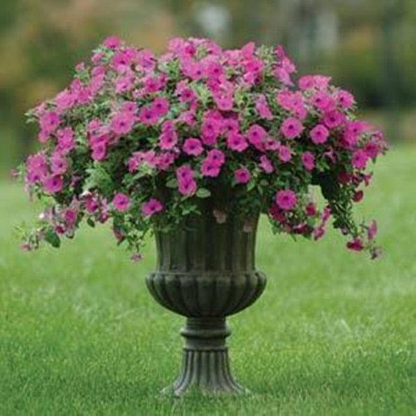 Heirloom Hanging Petunia Mixed bonsais(100 pcs),rare variety, hardy ,Very Beautiful Garden Flowers Light Up Your Garden