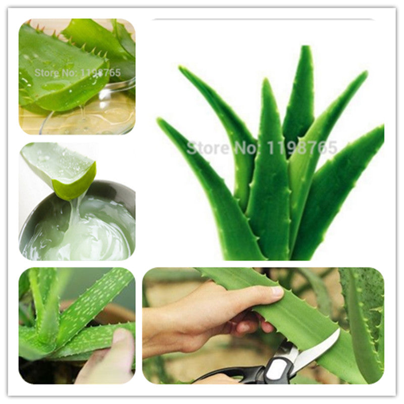 Sale !50 Pcs Green Aloe Vera Plants Edible Beauty Edible Cosmetic Vegetables And Fruit Bonsai Herb Tree Plants For Home & Garden