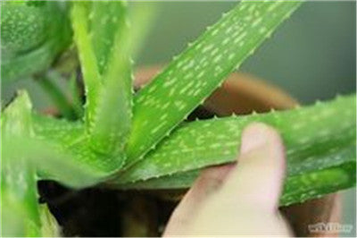 Sale !50 Pcs Green Aloe Vera Plants Edible Beauty Edible Cosmetic Vegetables And Fruit Bonsai Herb Tree Plants For Home & Garden